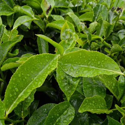 Lá trà xanh còn đọng sương sớm